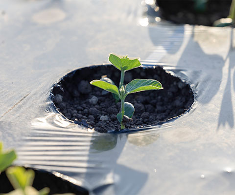 地球を守る、持続可能な農業。