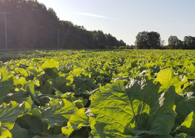 国内生産×自社農場の安心素材