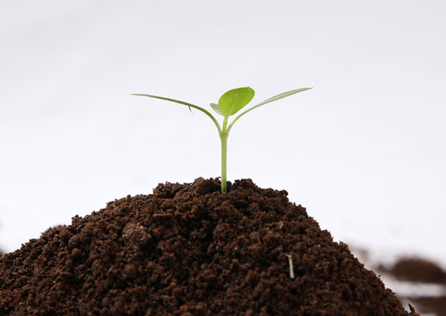 国内生産×自社農場の安心素材