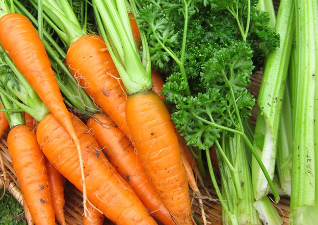 微生物の力で、土が目覚める