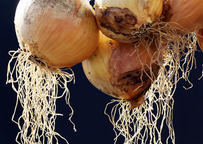 微生物の力で、土が目覚める